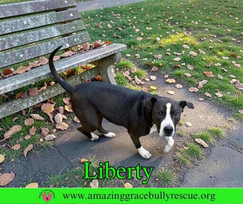 Liberty thumbnail 2