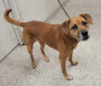 An adult medium-sized female Brown / Chocolate Mixed Breed dog named Addison for adoption in Kansas City, MO