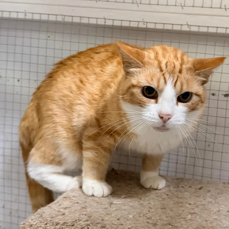 An adult small-sized male Orange / Red Domestic Short Hair cat named Colby Jack for adoption in Nokesville, VA