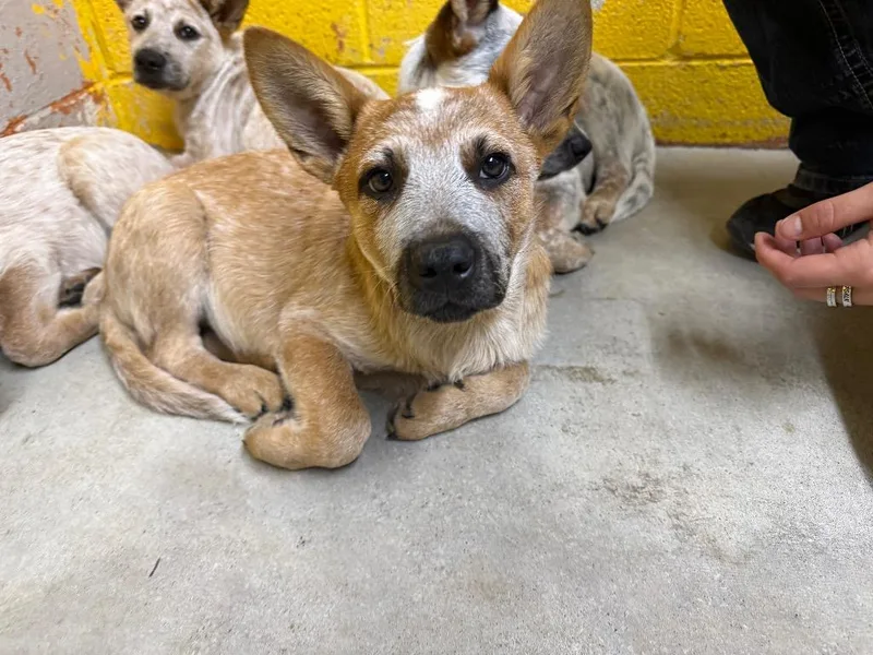 A baby medium-sized male Australian Cattle Dog / Blue Heeler dog named Tucker for adoption in Murray, KY
