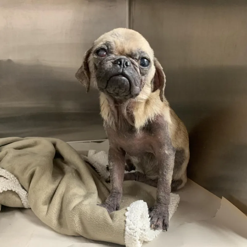 An adult small-sized female Brown / Chocolate Pug dog named Ladypug for adoption in Edinburg, TX