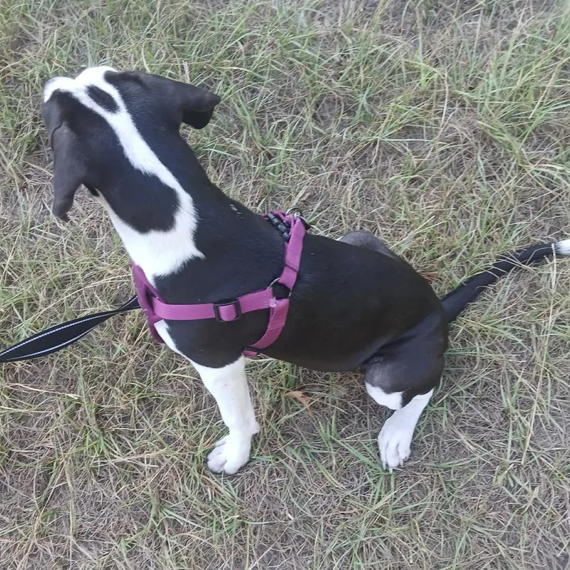 Bailey thumbnail 2