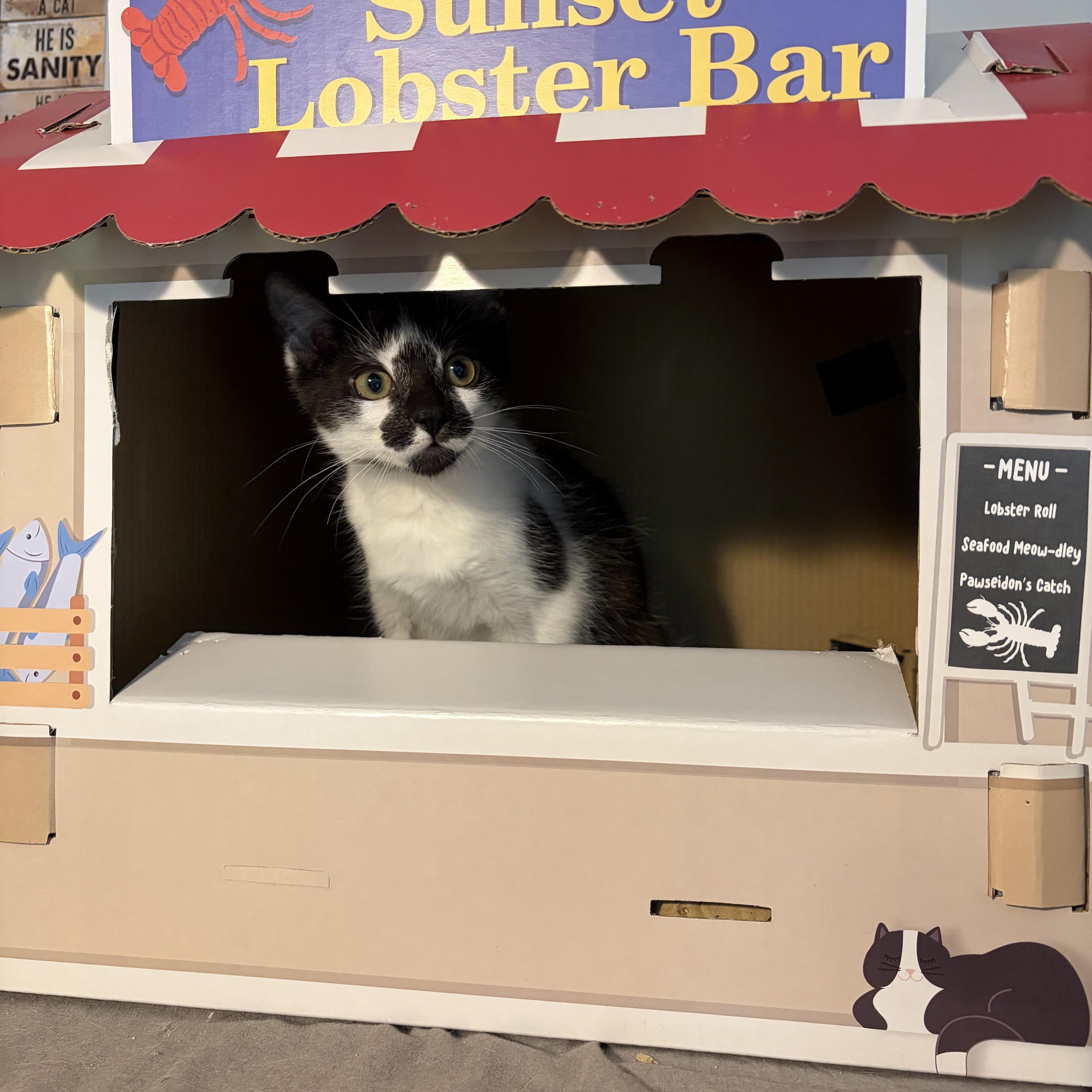 A baby medium-sized male Black & White / Tuxedo Domestic Short Hair cat named Leonardo for adoption in South Lyon, MI