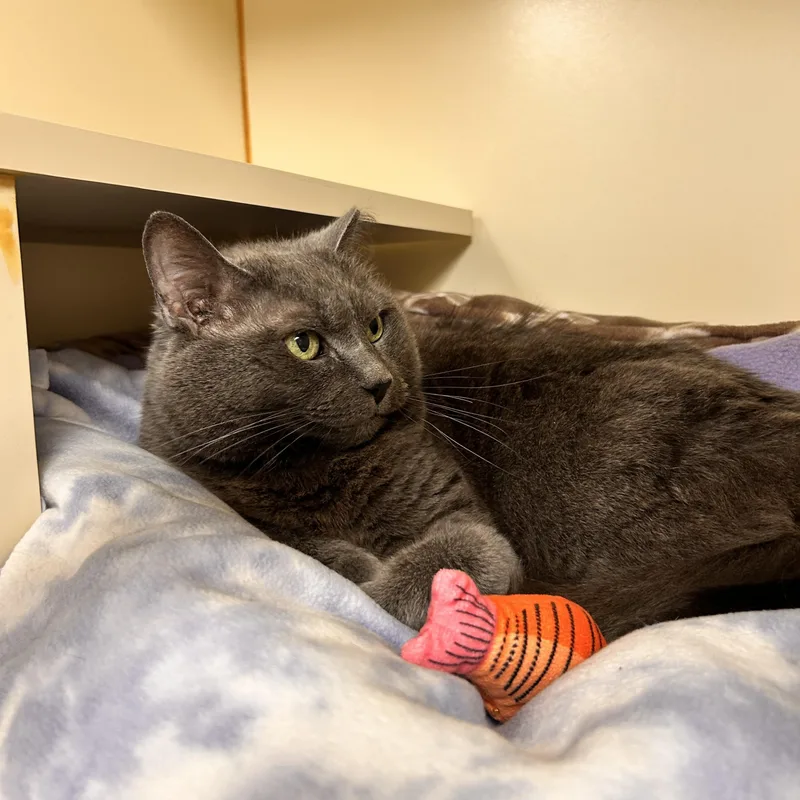 A senior medium-sized female Gray / Blue / Silver Domestic Short Hair cat named Beanie for adoption in Myerstown, PA