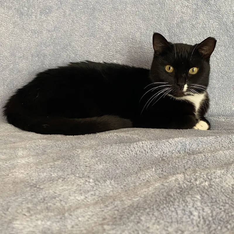 Poison Ivy thumbnail 2