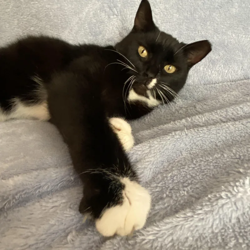 Poison Ivy thumbnail 3