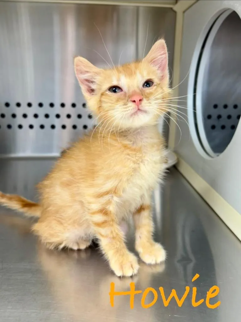 A baby small-sized male Domestic Short Hair cat named Howie for adoption in West Union, OH