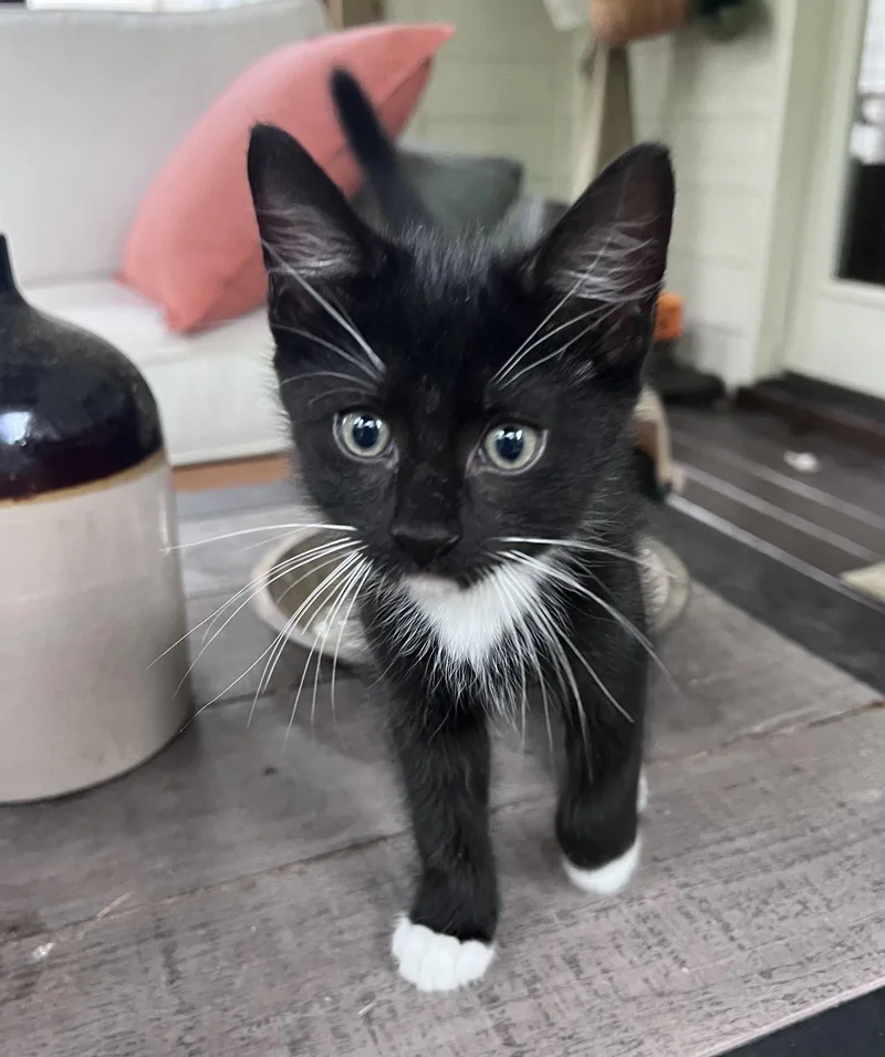 A baby medium-sized male Domestic Short Hair cat named Bear for adoption in Pittsboro, NC
