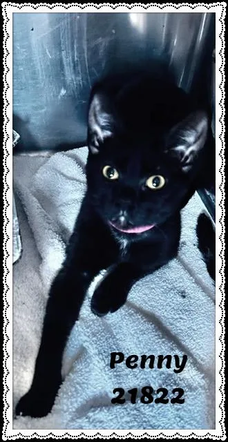 A baby medium-sized female Black Domestic Short Hair cat named Penny for adoption in Marietta, GA