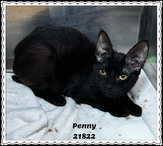 Penny thumbnail 2