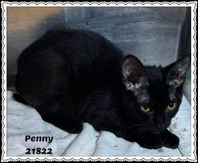 Penny thumbnail 3