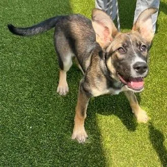 A young medium-sized female Black Shepherd dog named Suki for adoption in Tampa, FL