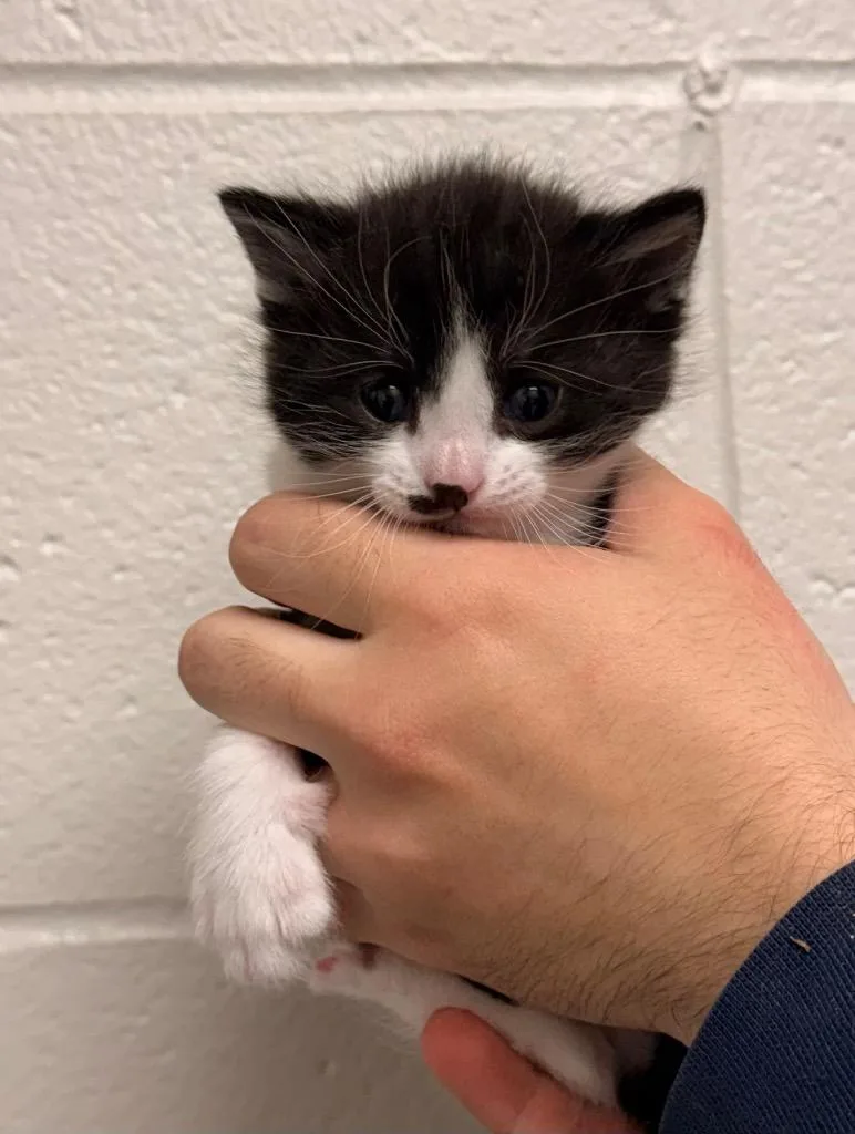 A baby small-sized male Domestic Short Hair cat named Jasper for adoption in Defiance, OH