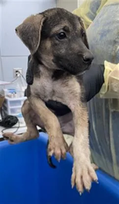 A baby large-sized female Mixed Breed dog named Daisy for adoption in Dallas, TX