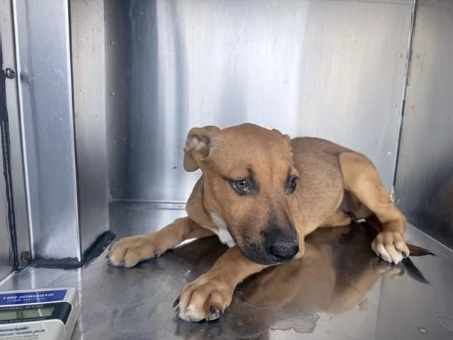 A baby large-sized female Pit Bull Terrier dog named Bailey for adoption in Phoenix, AZ