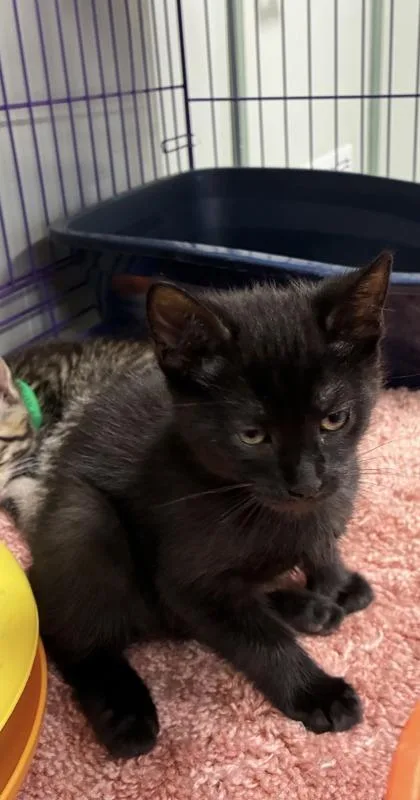 Herblore thumbnail 2