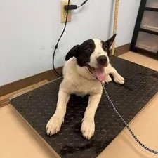 A young small-sized male White / Cream Mixed Breed dog named Ansel for adoption in Pine Bluff, AR