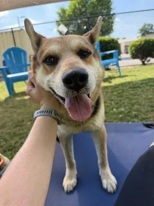 A senior large-sized male Mixed Breed dog named Corrado for adoption in Chamblee, GA