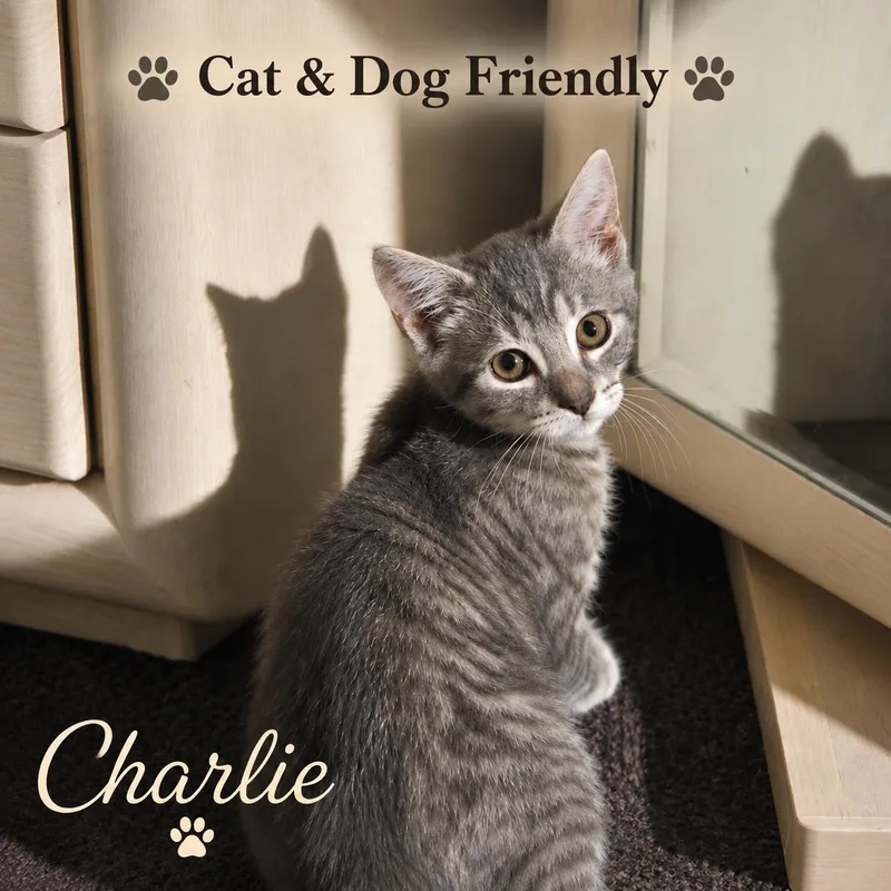 A baby medium-sized male Domestic Short Hair cat named Charlie Willow Grove for adoption in Greenville, DE