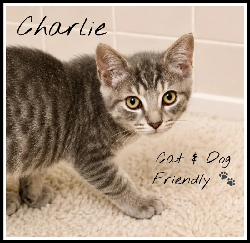 Charlie  Willow Grove thumbnail 2