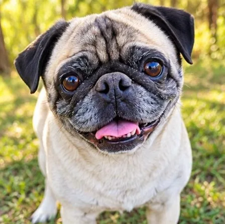 An adult small-sized male Yellow / Tan / Blond / Fawn Pug dog named Ramone for adoption in Foley, AL