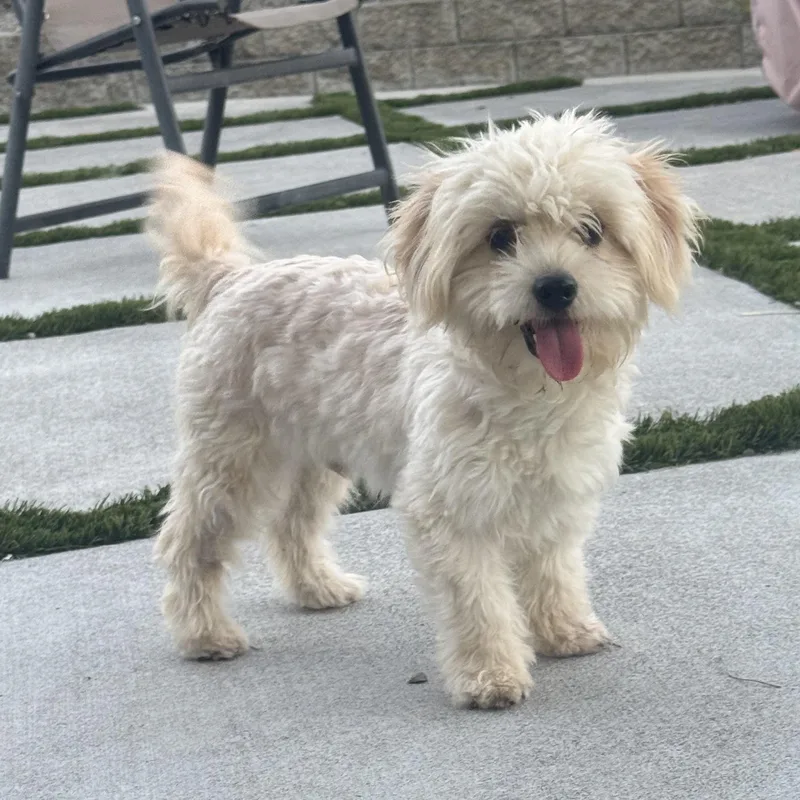 A baby small-sized male White / Cream Maltipoo dog named Mr. Snowflake Smee for adoption in Ridgefield, WA