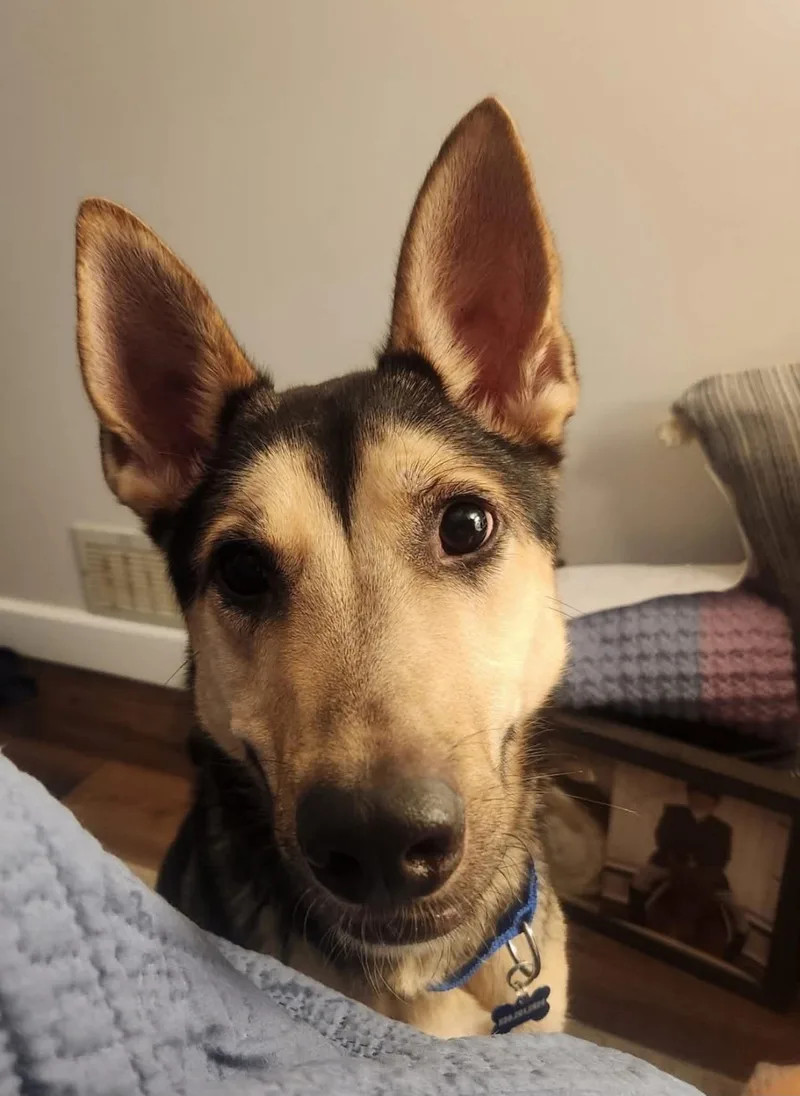 A young medium-sized male Black German Shepherd Dog dog named Scruffs for adoption in Port Saint Lucie, FL