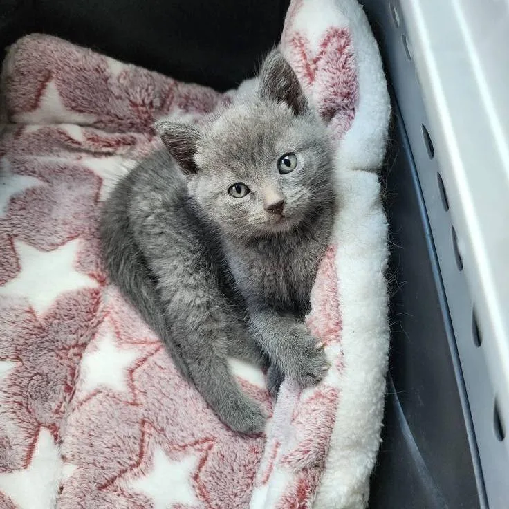 Beatrice thumbnail 2