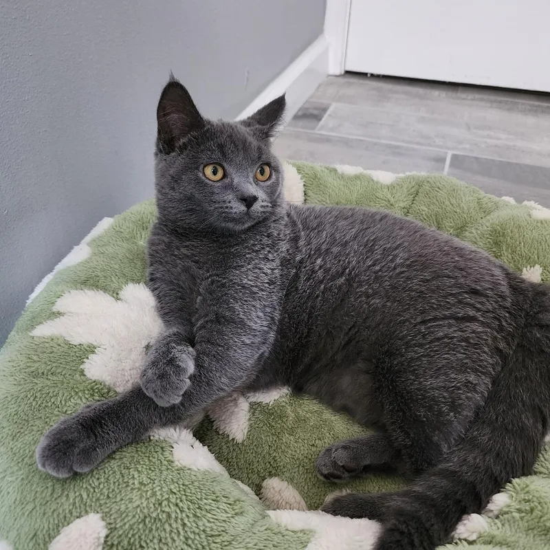 Beatrice thumbnail 3