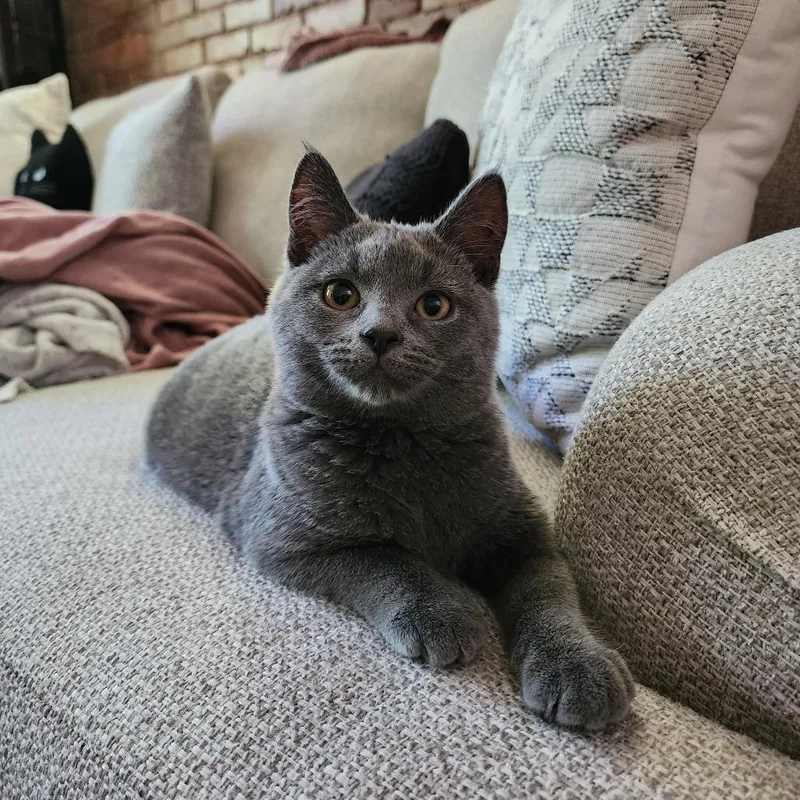 Beatrice thumbnail 4