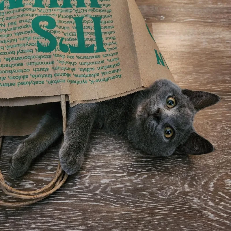 Beatrice thumbnail 5