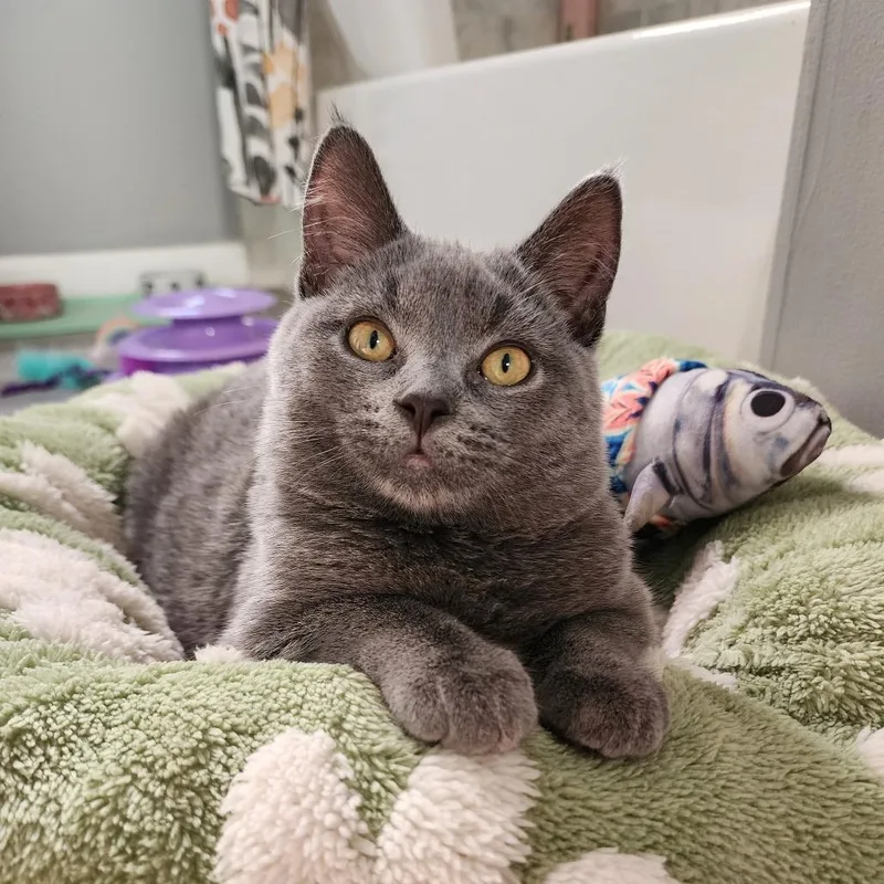 Beatrice thumbnail 6