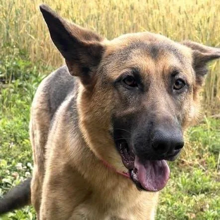 A young large-sized female Black German Shepherd Dog dog named Sassy for adoption in New Ringgold, PA