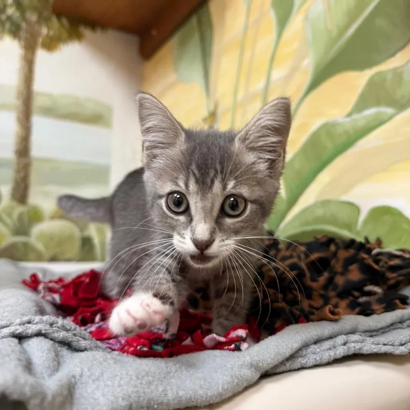 A baby small-sized female Gray / Blue / Silver Domestic Short Hair cat named Liberty for adoption in Naples, FL