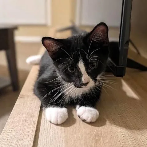 A baby small-sized male Black Domestic Short Hair cat named Hudson for adoption in Edwardsville, IL