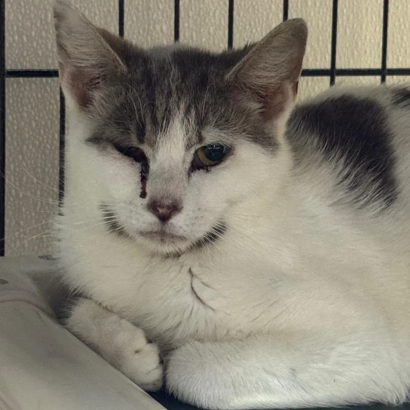 A young medium-sized female White Domestic Medium Hair cat named Okra for adoption in Ridgely, MD