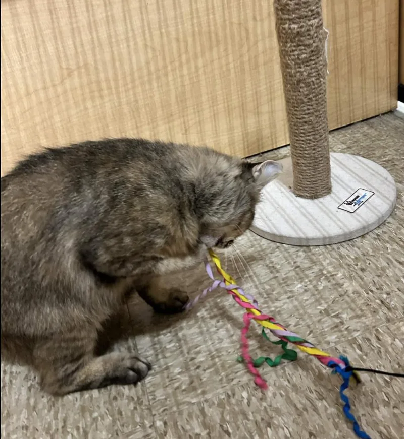 An adult medium-sized female Torbie Domestic Medium Hair cat named Marge for adoption in Pearland, TX