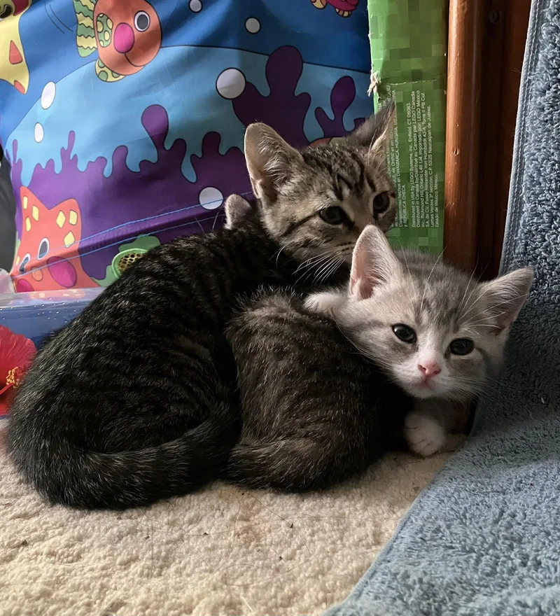 A baby medium-sized male Tabby cat named Angus for adoption in Trexlertown, PA