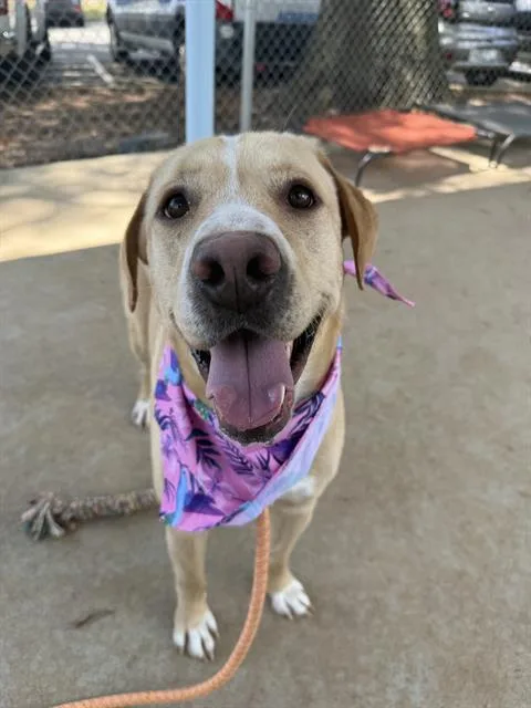 An adult large-sized female Labrador Retriever dog named Bonnie for adoption in Charlotte, NC