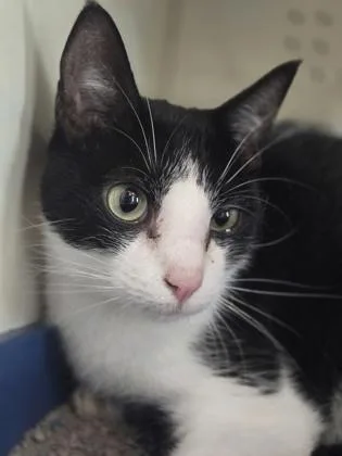 A young medium-sized male Black Domestic Short Hair cat named Chuckles for adoption in Fernandina Beach, FL