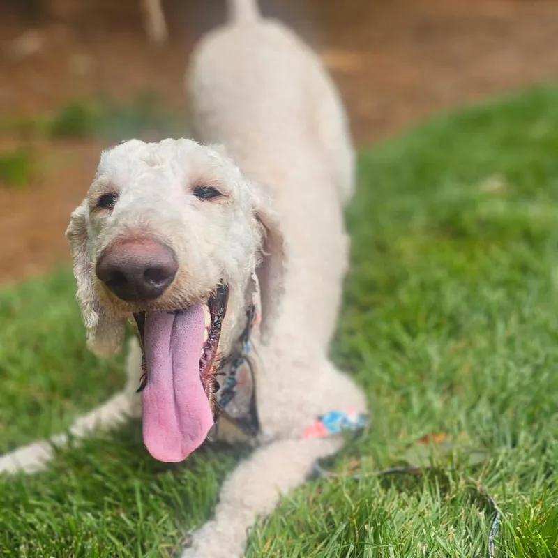 An adult medium-sized male White / Cream Standard Poodle dog named Maui for adoption in Chapel Hill, NC