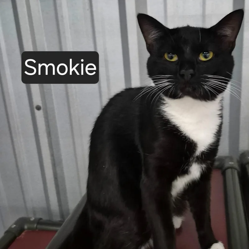 An adult medium-sized male Black & White / Tuxedo Domestic Short Hair cat named Smokie for adoption in SNOW HILL, NC