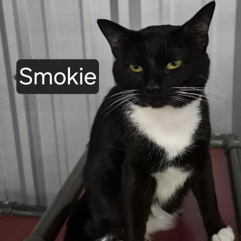 Smokie thumbnail 2