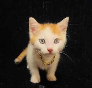 A baby small-sized male Domestic Short Hair cat named Mca for adoption in Pueblo, CO