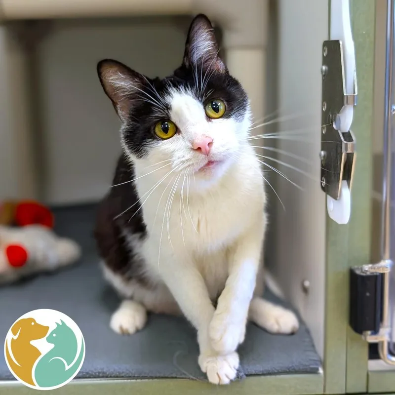An adult medium-sized female Black Domestic Short Hair cat named Rorschach for adoption in Toledo, OH