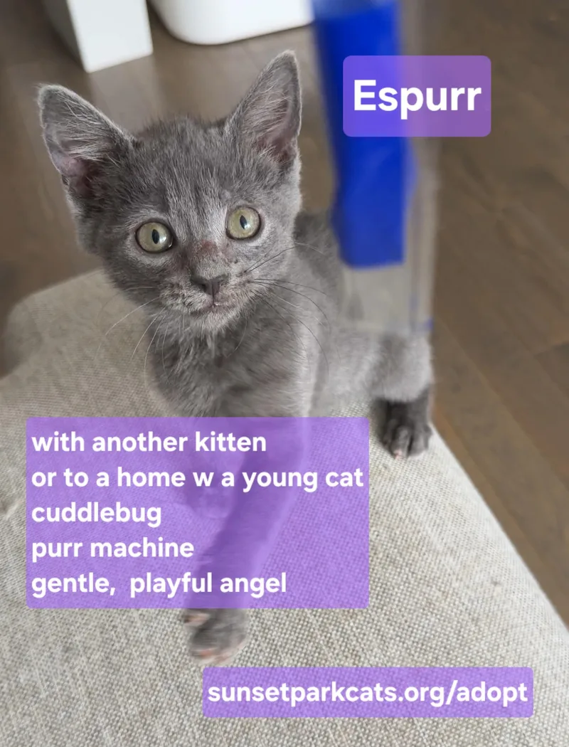 A baby small-sized female Gray / Blue / Silver Russian Blue cat named Espurr for adoption in Brooklyn, NY