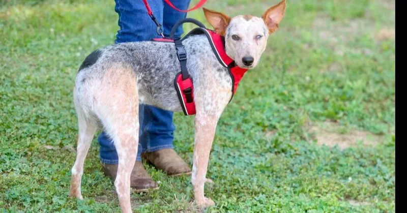 An adult large-sized male Australian Cattle Dog / Blue Heeler dog named Fletcher for adoption in Long Island City, NY