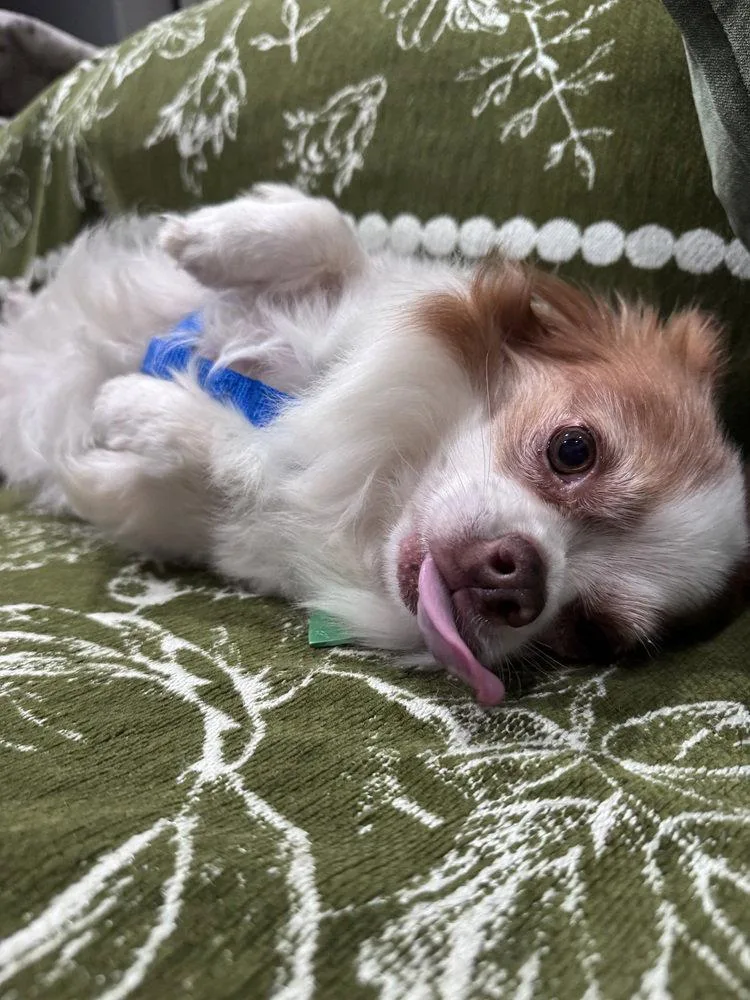 An adult medium-sized male Chihuahua dog named Sammie for adoption in Candler, NC
