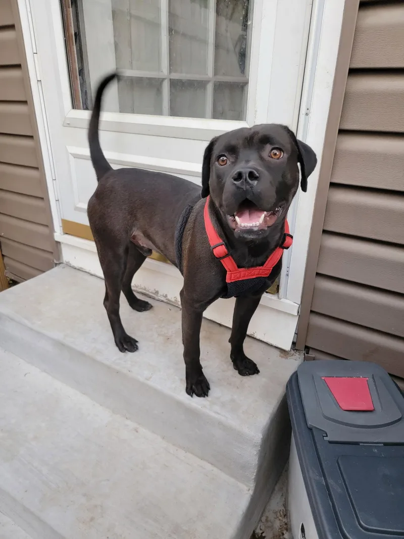 A young large-sized male Mixed Breed dog named Kaige for adoption in Topeka, KS