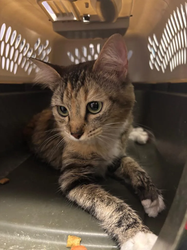 A young medium-sized female Domestic Long Hair cat named Dutchess for adoption in New Braunfels, TX